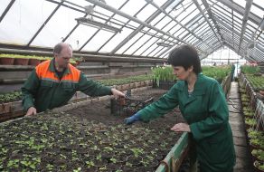 Worker at greenhouse