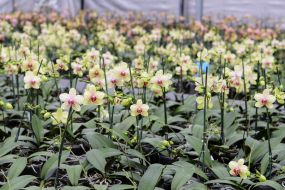 Orchids