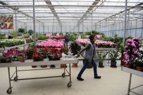 Greenhouse and shopping mall