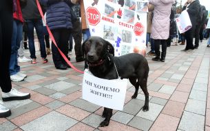 Action of animal advocates "Stop the killing and torture of animals!"
