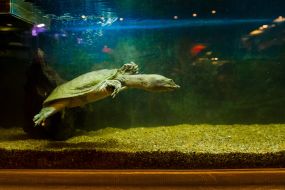 Chinese turtle in aquarium