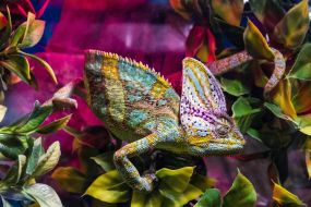 Chameleon in the terrarium