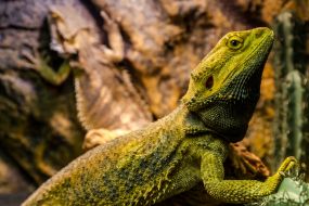 Exhibition of terrarium animals in Uzhhorod