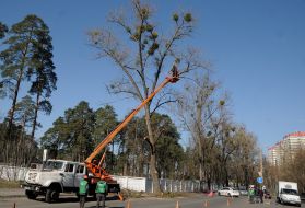 Омолаживающая обрезка деревьев
