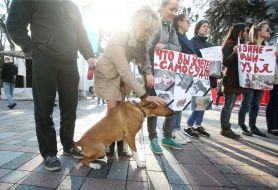 Action zoo defenders near the Verkhovna Rada