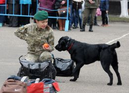 The dog is near the bags