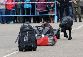 The dog is near the bags