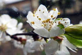 Flowering apricot branch