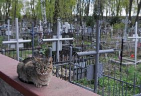 Кот на Лукьяновском кладбище