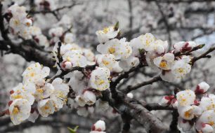 Flowering apricot branch under snow