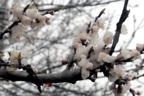 Flowering apricot branch under snow