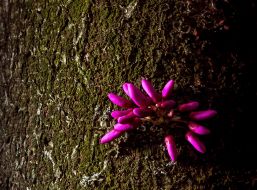 Иудино дерево