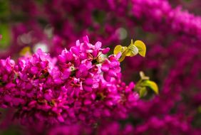 Иудино дерево