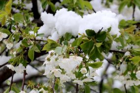 Snow fell in  Dniepr