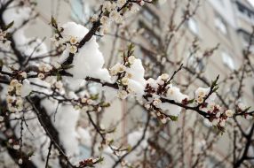 Flowering apricot branch under snow