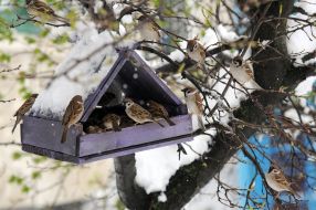 Sparrows