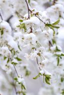 Snow on the branches of flowering cherries