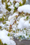 Snow on the branches of flowering cherries