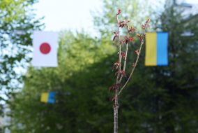Flags of Japan and Ukraine
