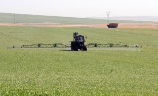 Fertilizer of winter wheat