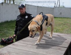 Кинолог с собакой