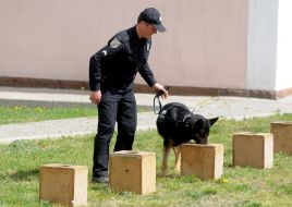 Кинолог с собакой