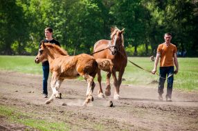 Equestrian sports festival