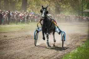 Equestrian sports festival