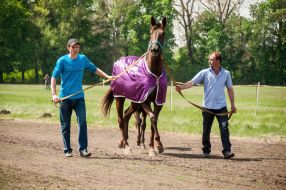 Equestrian sports festival
