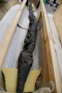 Mummy of the crocodile