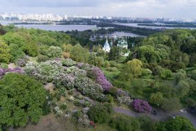 Цветение сирени