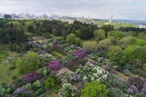 Цветение сирени