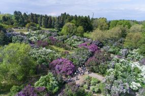 Цветение сирени