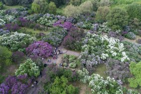 Цветение сирени