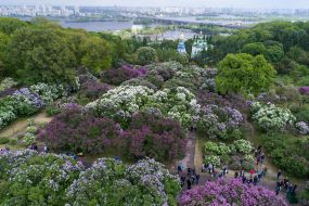 Цветение сирени