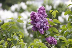 Цветение сирени