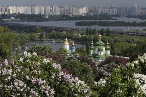 Цветение сирени