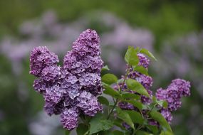 Цветение сирени