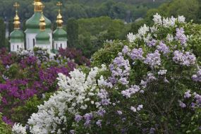 Цветение сирени