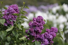 Цветение сирени