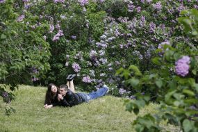 Цветение сирени