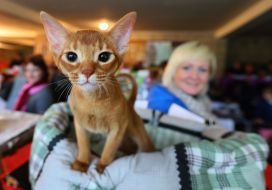 International Cat Show