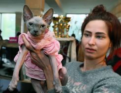 International Cat Show