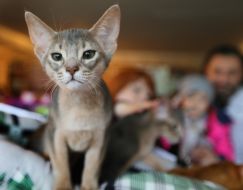 International Cat Show