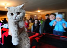 International Cat Show