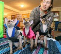 International Cat Show