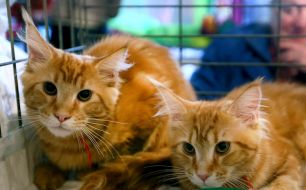 International Cat Show