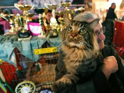 International Cat Show