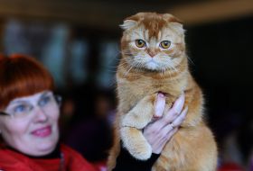 International Cat Show