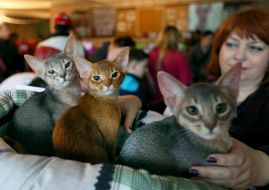 International Cat Show